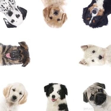 Is Your Dog a Bully? How to Spot and Address Aggressive Behavior