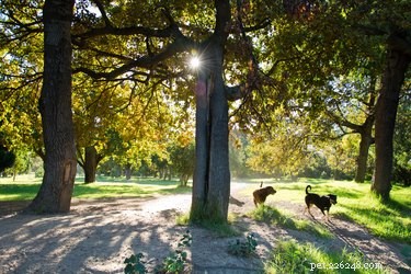 Is Your Dog a Bully? How to Spot and Address Aggressive Behavior