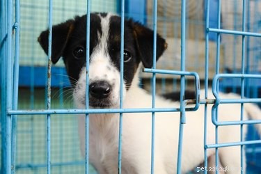 Is Your Dog a Bully? How to Spot and Address Aggressive Behavior