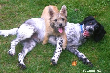 Is Your Dog a Bully? How to Spot and Address Aggressive Behavior