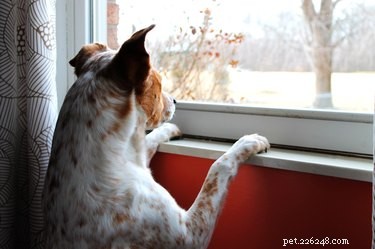 Do Dogs Truly Detect Your Arrival Before You Do? Unveiling the Science