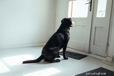 Do Dogs Truly Detect Your Arrival Before You Do? Unveiling the Science