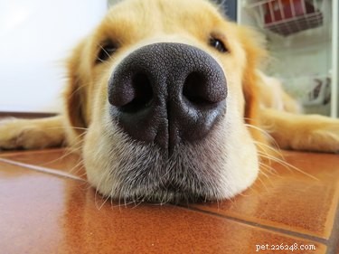 Why Does My Dog Sniff My Lower Body? Understanding Canine Curiosity