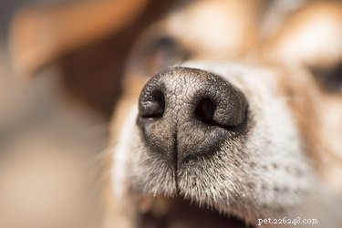 Why Does My Dog Sniff My Lower Body? Understanding Canine Curiosity