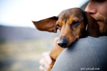 Why Your Dog Prefers Your Boyfriend Over You: Common Reasons Explained