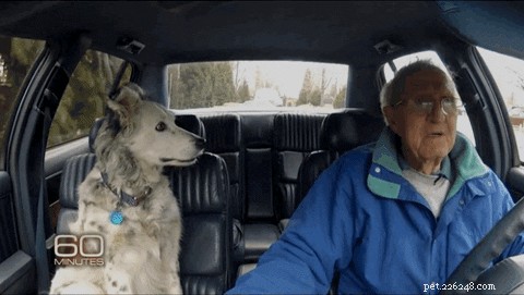 Dogs vs. Cats: Which Pet Truly Enhances Human Life?