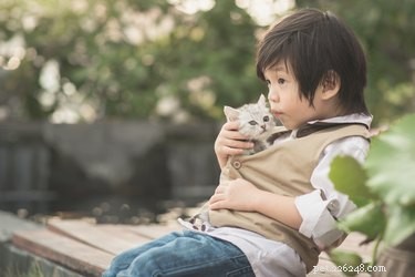 Dogs vs. Cats: Which Pet Truly Enhances Human Life?