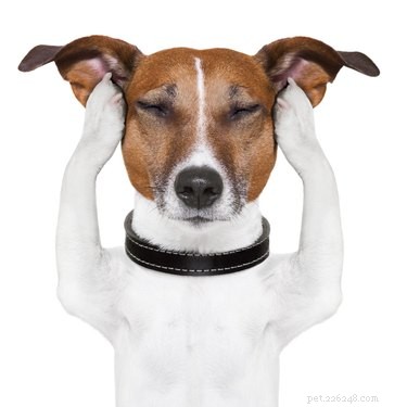 Do Dogs Fear Horror Movies? How to Recognize and Calm Your Pup
