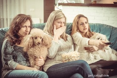 Do Dogs Fear Horror Movies? How to Recognize and Calm Your Pup