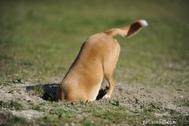Why Dogs Sneak Out of the House – Signs, Causes, and Prevention