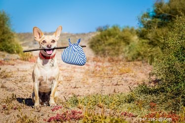 Why Dogs Sneak Out of the House – Signs, Causes, and Prevention