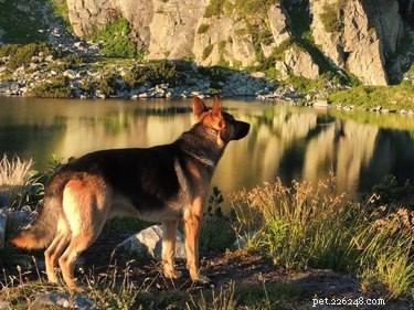 Why Dogs Sneak Out of the House – Signs, Causes, and Prevention