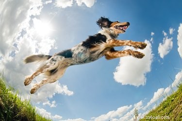 Why Dogs Sneak Out of the House – Signs, Causes, and Prevention