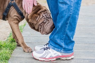 Understanding Dogs That Show Affection to Everyone