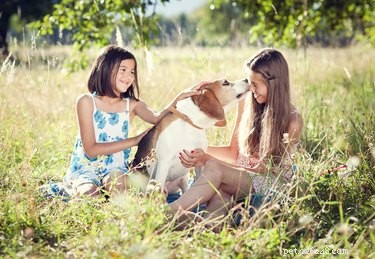 Understanding Dogs That Show Affection to Everyone