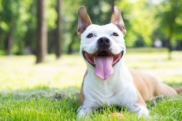 Understanding Dogs That Show Affection to Everyone
