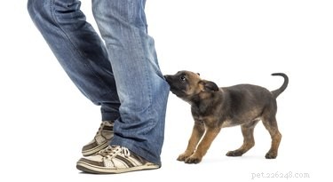 Are Some Dog Breeds Naturally Aggressive?