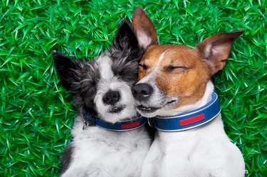 Do Dogs Practice Monogamy? Understanding Canine Relationship Patterns