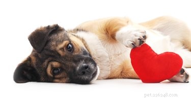 Do Dogs Practice Monogamy? Understanding Canine Relationship Patterns