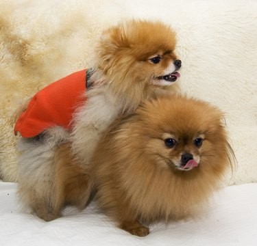 Do Dogs Practice Monogamy? Understanding Canine Relationship Patterns