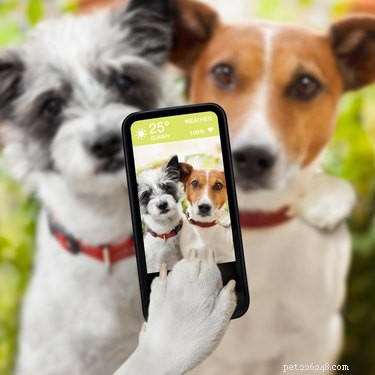 Do Dogs Practice Monogamy? Understanding Canine Relationship Patterns