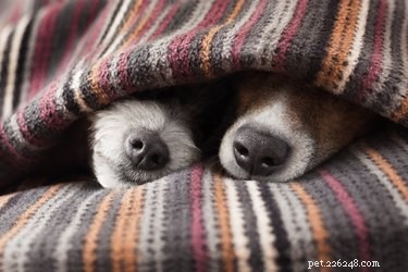 Do Dogs Practice Monogamy? Understanding Canine Relationship Patterns