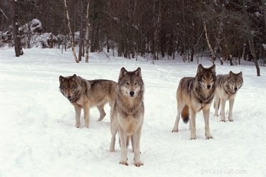 Do Dogs Practice Monogamy? Understanding Canine Relationship Patterns