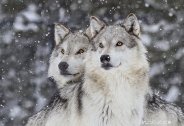 Do Dogs Practice Monogamy? Understanding Canine Relationship Patterns