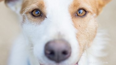 Decoding Your Dog s Staring: What It Means and How to Respond