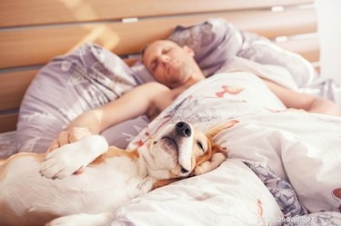Is It Safe to Wake Your Dog During a Nightmare?