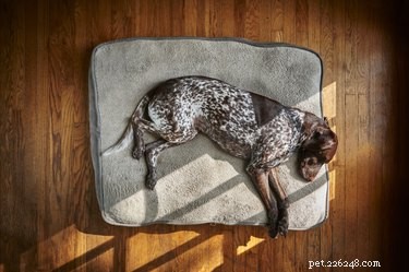 Is It Safe to Wake Your Dog During a Nightmare?