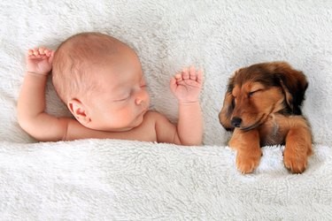 Is It Safe to Wake Your Dog During a Nightmare?