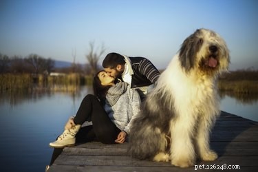 Does Your Dog Feel Jealous of Your New Boyfriend?