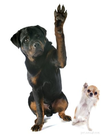 Does Your Dog Feel Jealous of Your New Boyfriend?