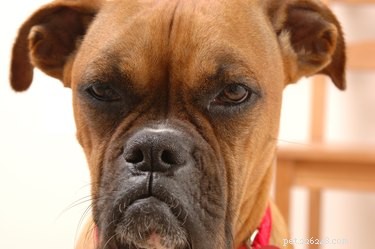 Does Your Dog Feel Jealous of Your New Boyfriend?