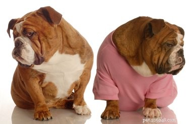 Does Your Dog Feel Jealous of Your New Boyfriend?