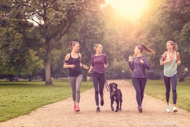Why a Dog Might Show Dislike: Understanding Their Signals