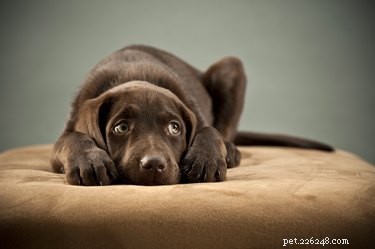 Why a Dog Might Show Dislike: Understanding Their Signals