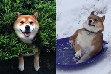 18 Hilarious Ways Dogs Accidentally Made Their Lives Messy