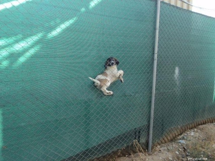 18 Hilarious Ways Dogs Accidentally Made Their Lives Messy