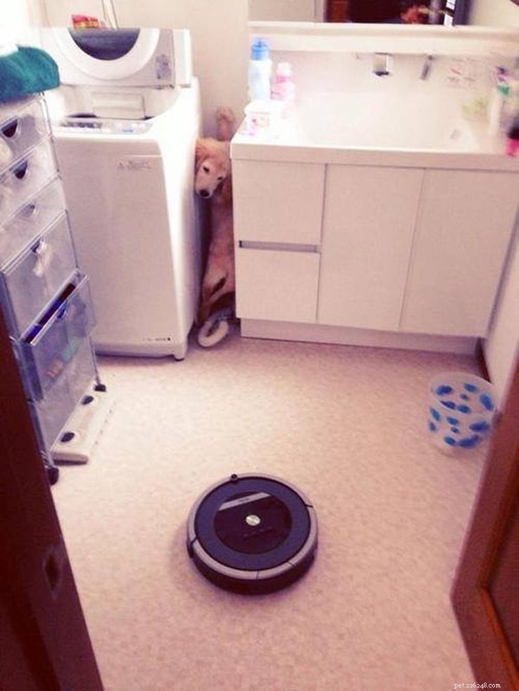18 Hilarious Ways Dogs Accidentally Made Their Lives Messy