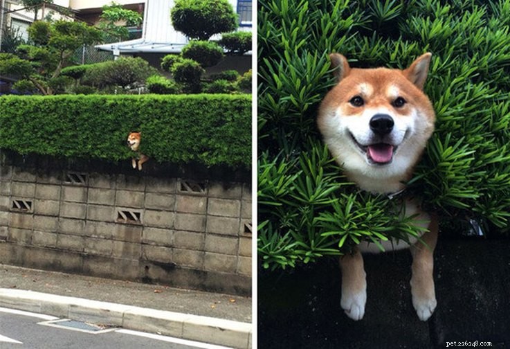 18 Hilarious Ways Dogs Accidentally Made Their Lives Messy