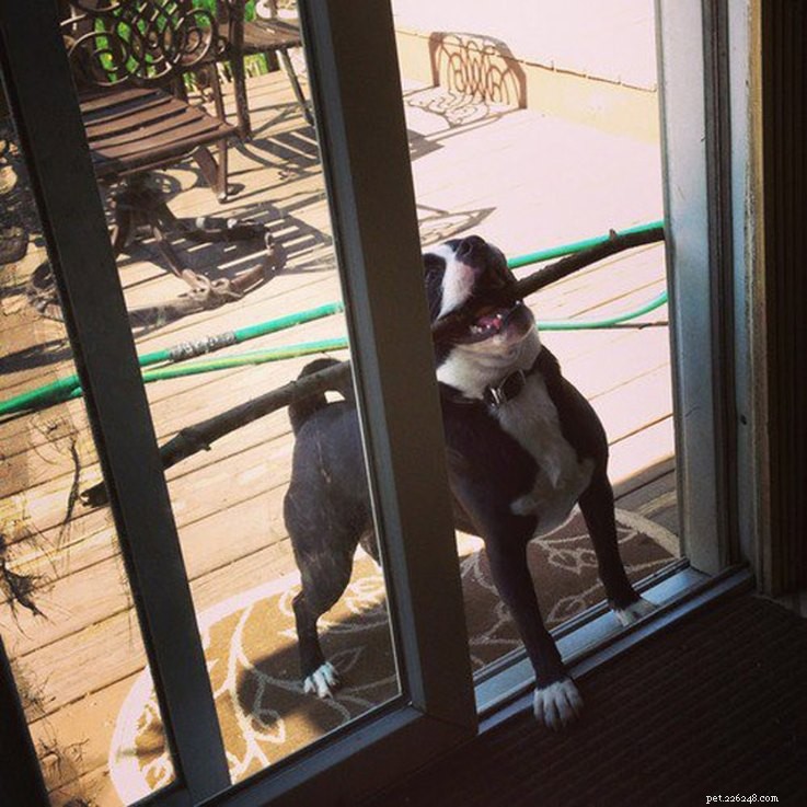 18 Hilarious Ways Dogs Accidentally Made Their Lives Messy