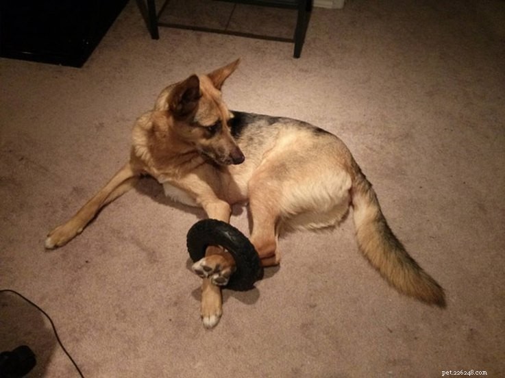18 Hilarious Ways Dogs Accidentally Made Their Lives Messy