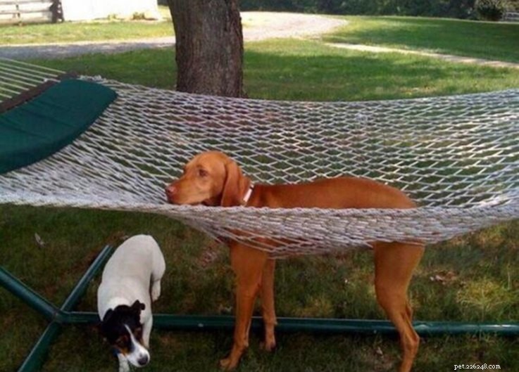 18 Hilarious Ways Dogs Accidentally Made Their Lives Messy