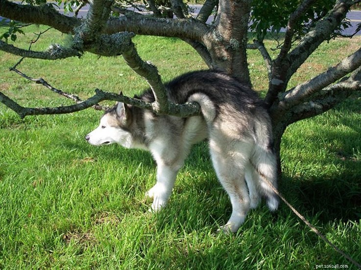 18 Hilarious Ways Dogs Accidentally Made Their Lives Messy