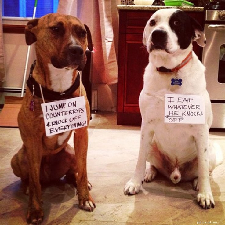 18 Hilarious Ways Dogs Accidentally Made Their Lives Messy