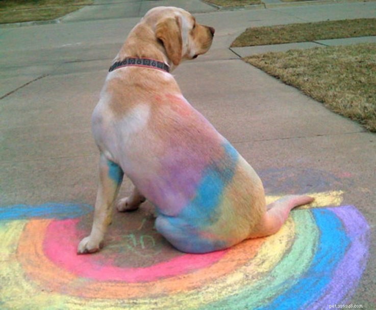 18 Hilarious Ways Dogs Accidentally Made Their Lives Messy