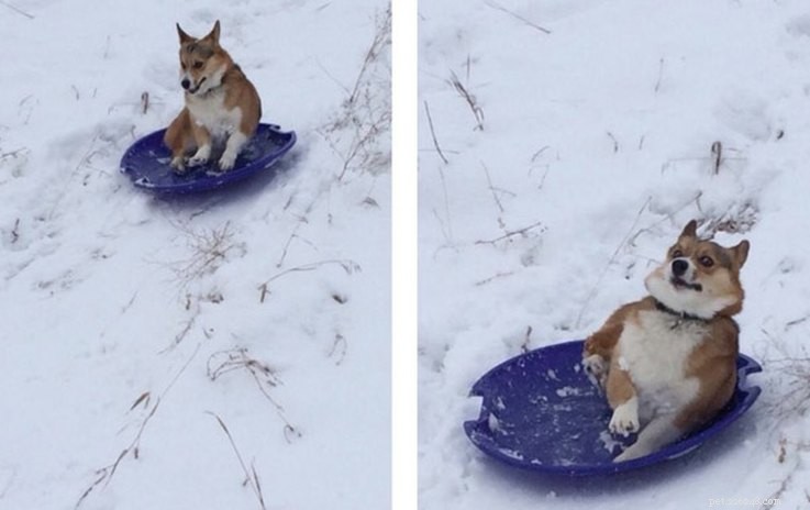18 Hilarious Ways Dogs Accidentally Made Their Lives Messy