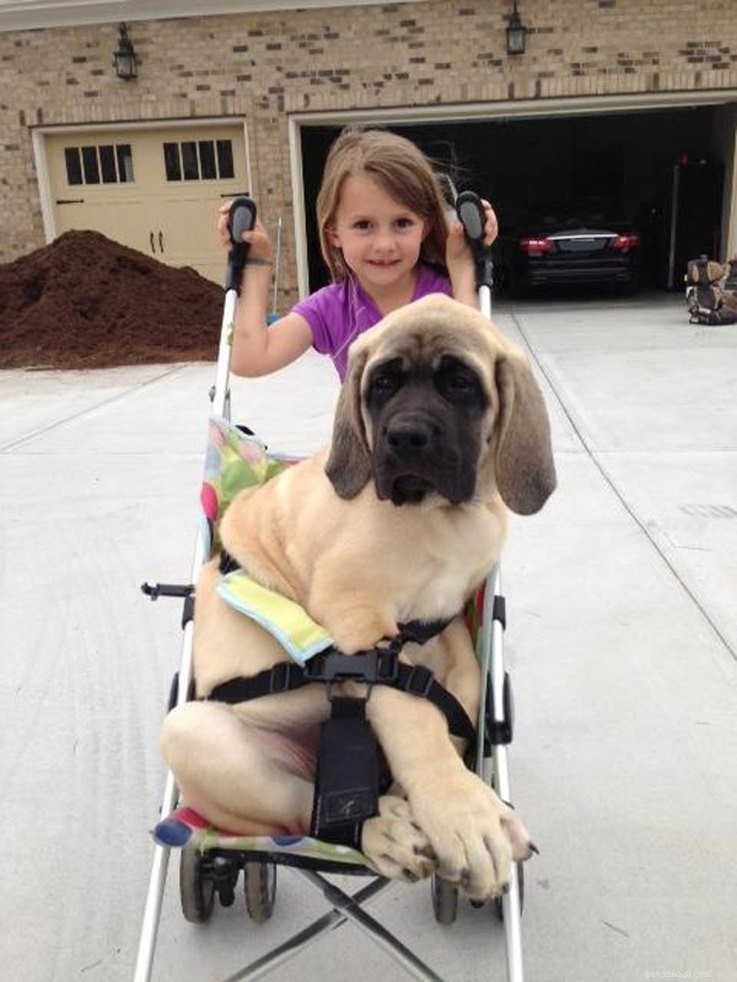 18 Hilarious Ways Dogs Accidentally Made Their Lives Messy